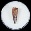 Nice Fossil Crocodile Tooth - Cretaceous #6974-1